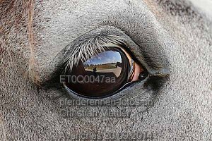 Details Kategorie: Avenches 20.09.2014